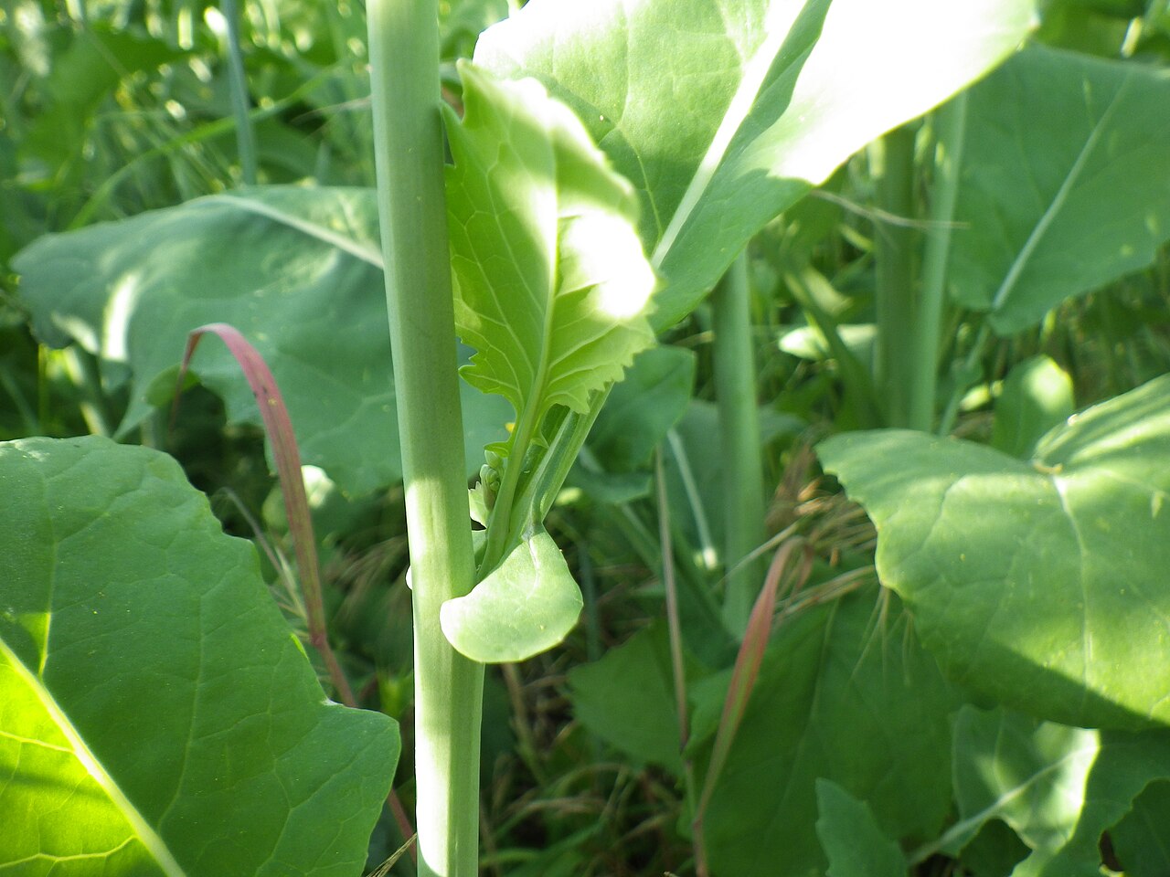 Brassica rapa, Turnip — upright (Brassicaceae) (image 6 of 7)