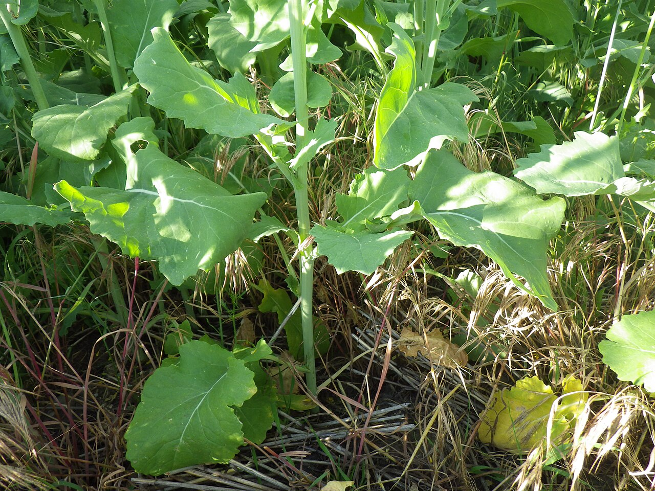 Brassica rapa, Turnip — upright (Brassicaceae) (image 7 of 7)