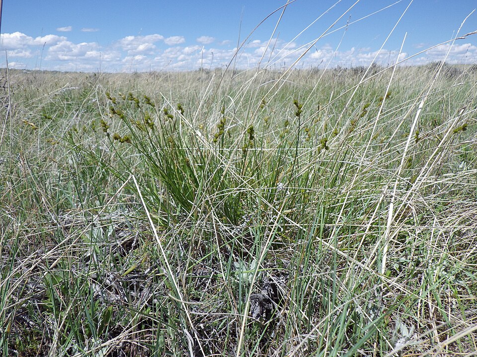 Carex brevior (Plains Oval Sedge)