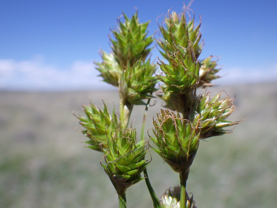 Carex brevior (Plains Oval Sedge)