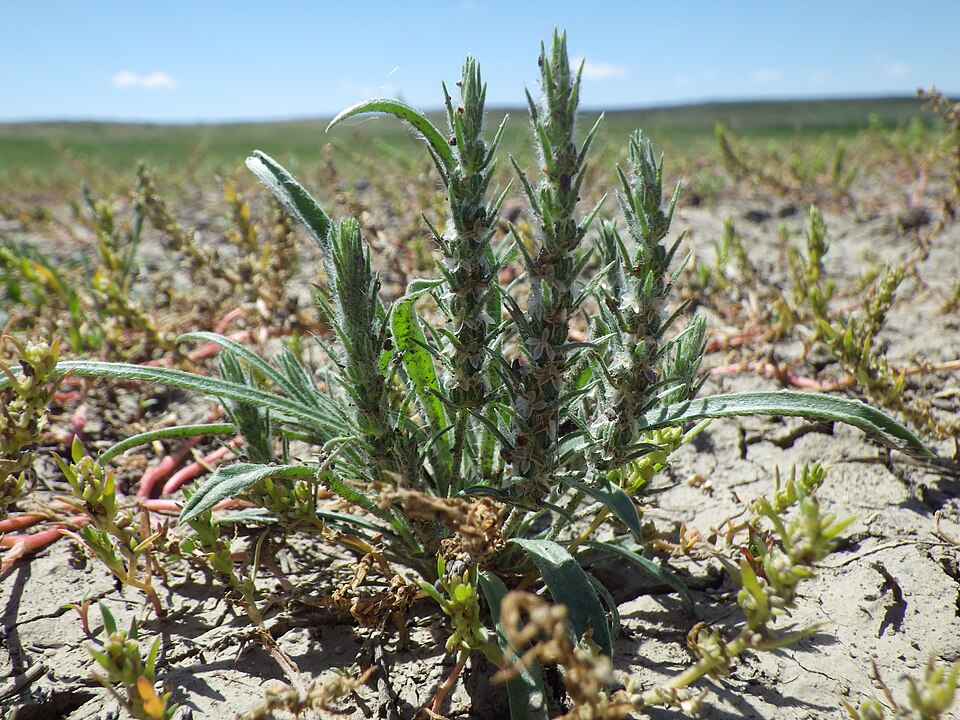 Plantago patagonica (alternate view 4)