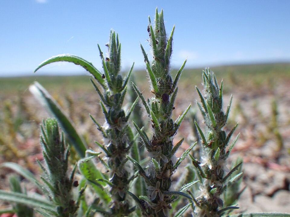Plantago patagonica (alternate view 5)