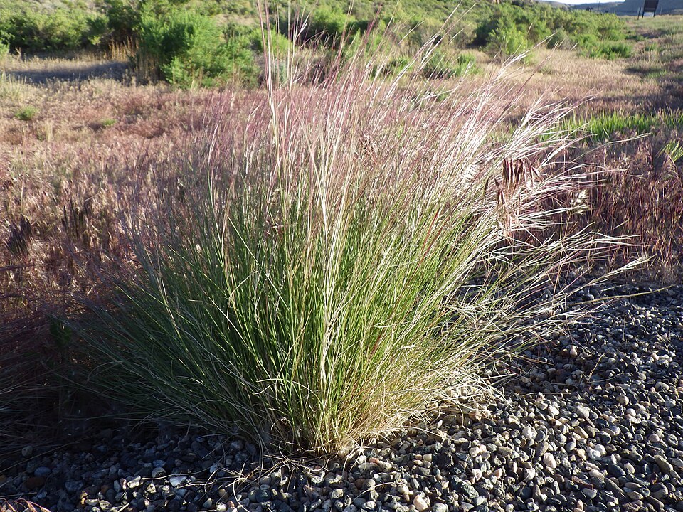 Aristida purpurea (Purple Threeawn) (alternate view 9)