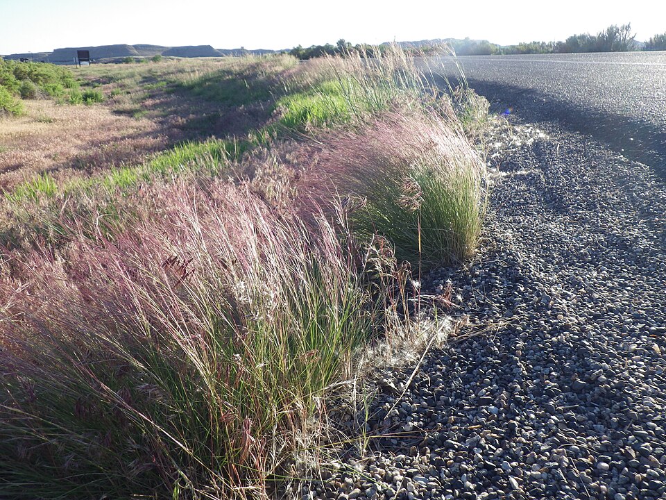 Aristida purpurea (Purple Threeawn) (alternate view 10)