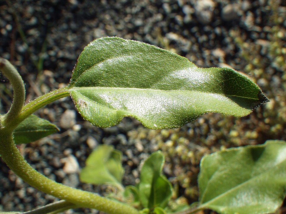 Helianthus petiolaris (prairie sunflower) (alternate view 4)