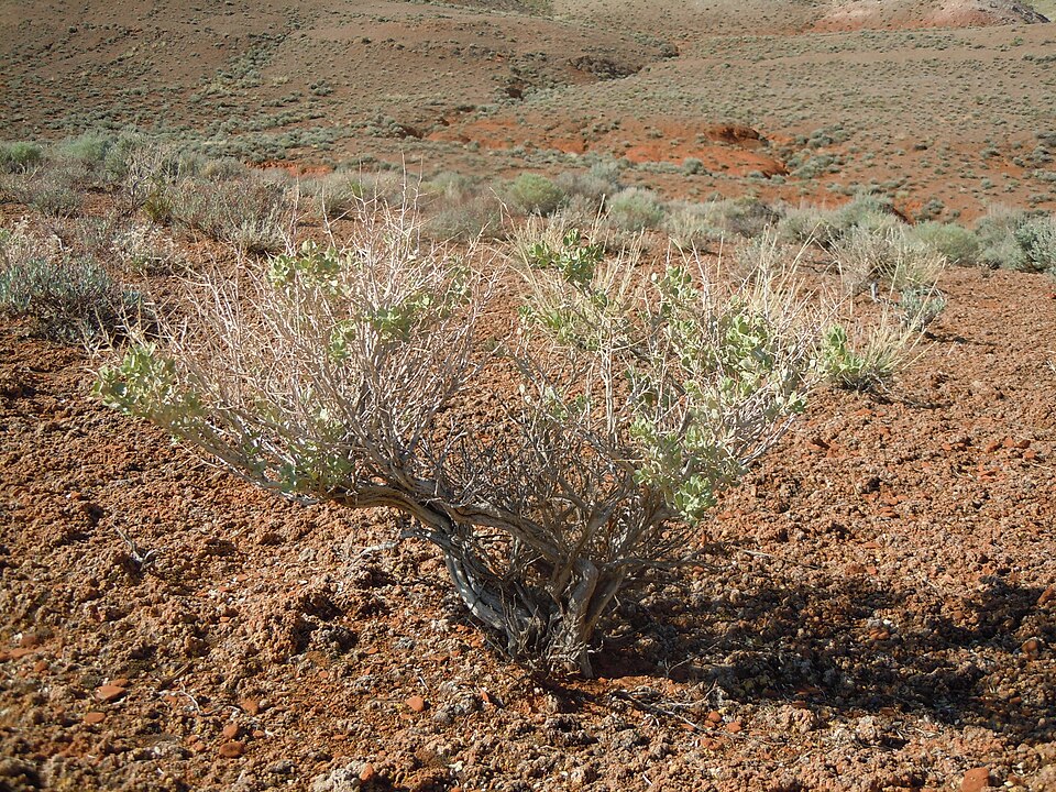 Atriplex confertifolia (Shadscale Saltbush) (alternate view 7)