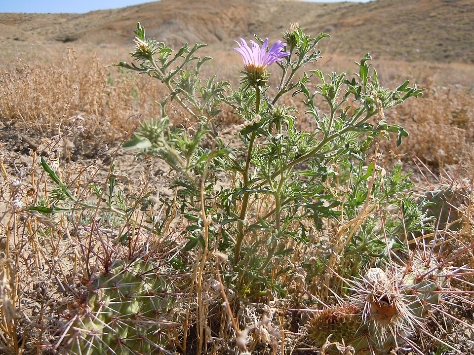 Machaeranthera tanacetifolia (Tahoka daisy) (alternate view 3)
