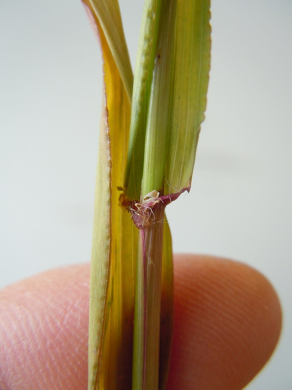 Ehrharta erecta (panic veldtgrass) (alternate view 2)