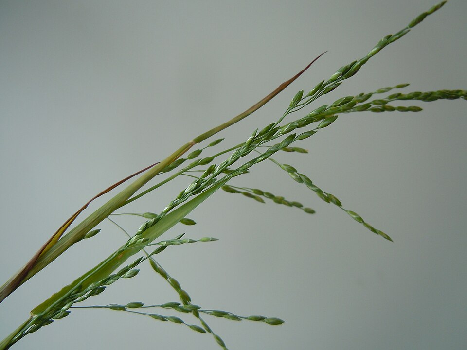 Ehrharta erecta (panic veldtgrass) (alternate view 3)