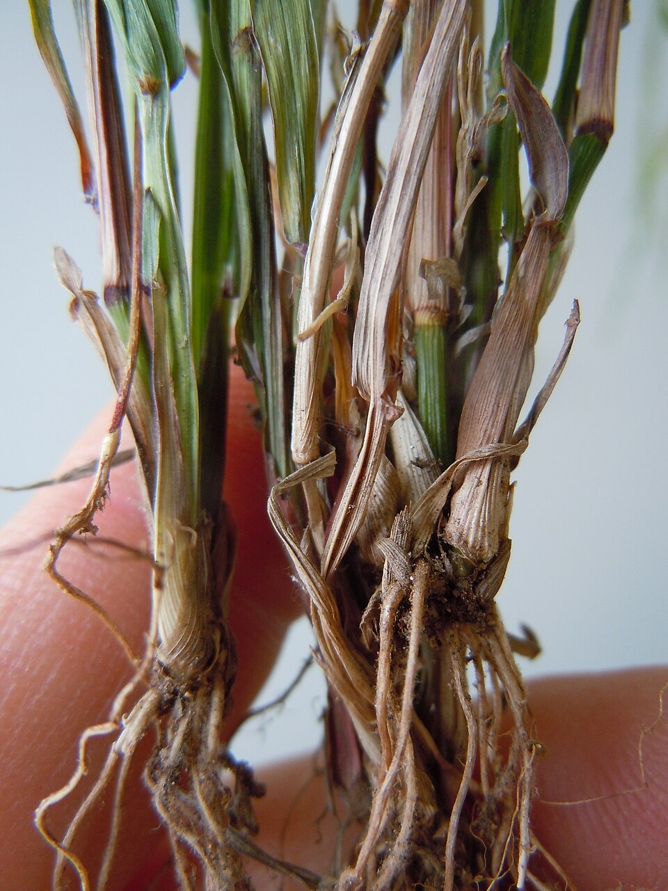 Ehrharta erecta (panic veldtgrass) (alternate view 4)