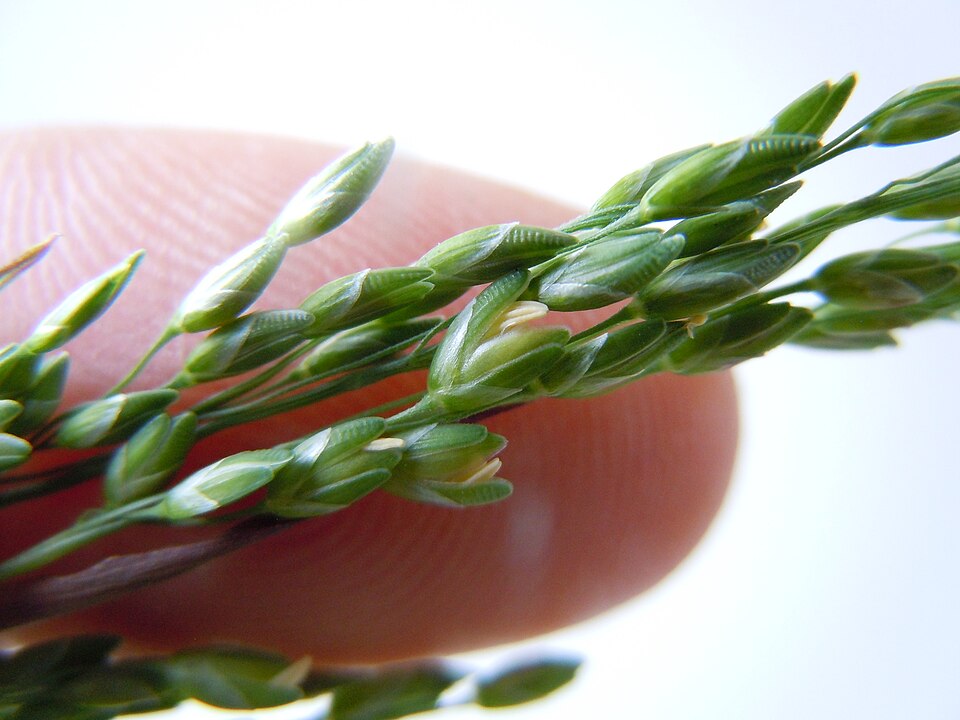 Ehrharta erecta (panic veldtgrass) (alternate view 5)