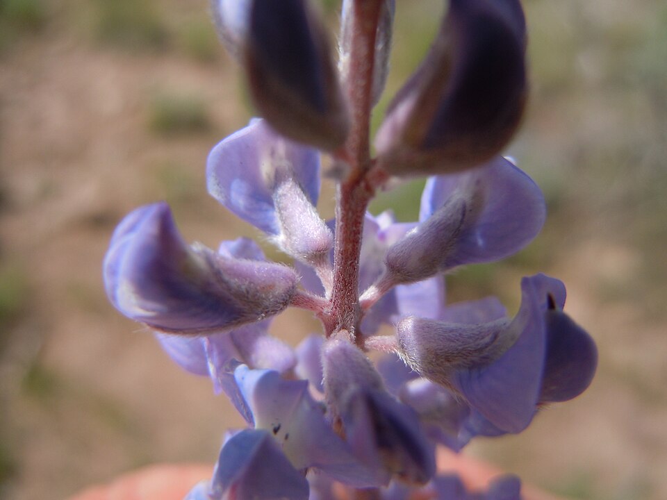 Lupinus argenteus (silvery lupine) (alternate view 7)