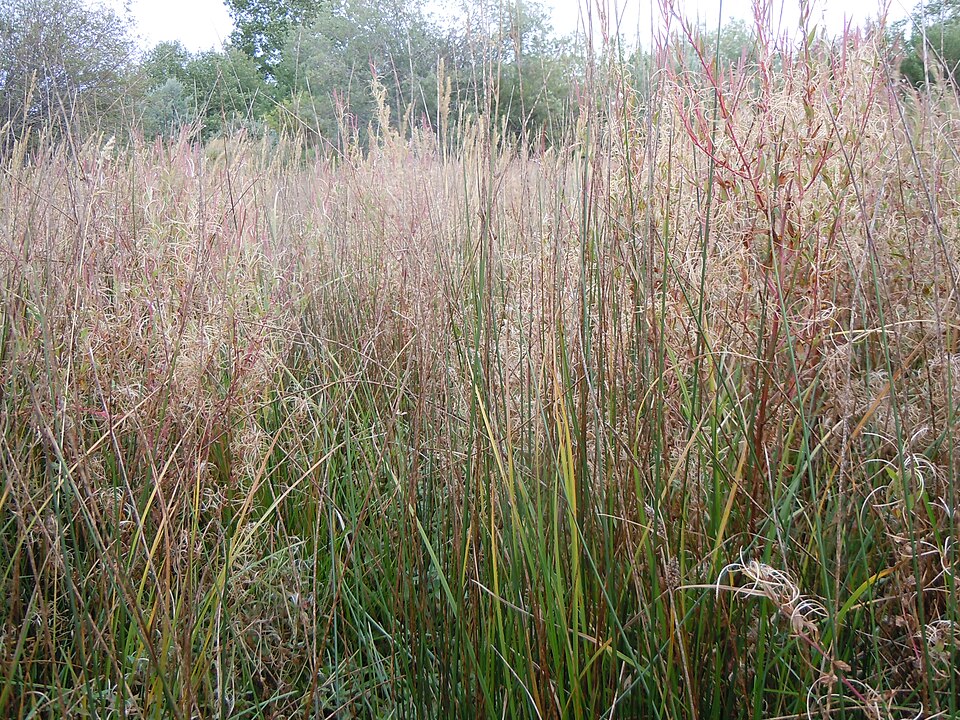Juncus balticus (Baltic Rush) (alternate view 10)