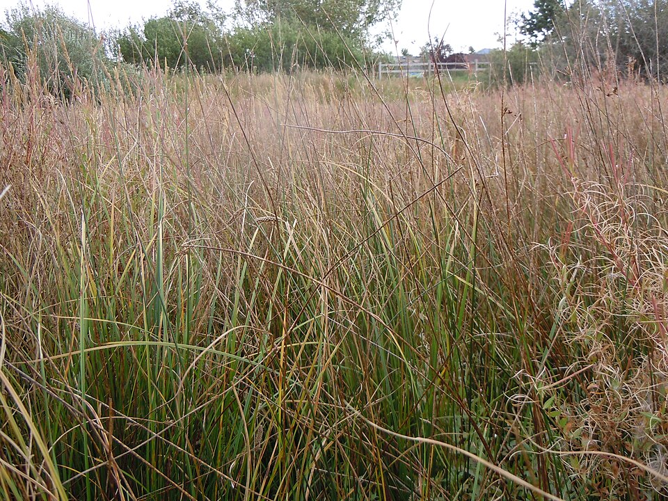 Juncus balticus (Baltic Rush) (alternate view 11)