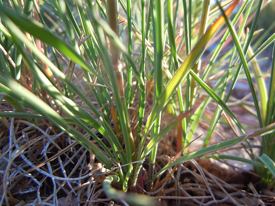 Koeleria macrantha (Prairie Junegrass) (alternate view 12)