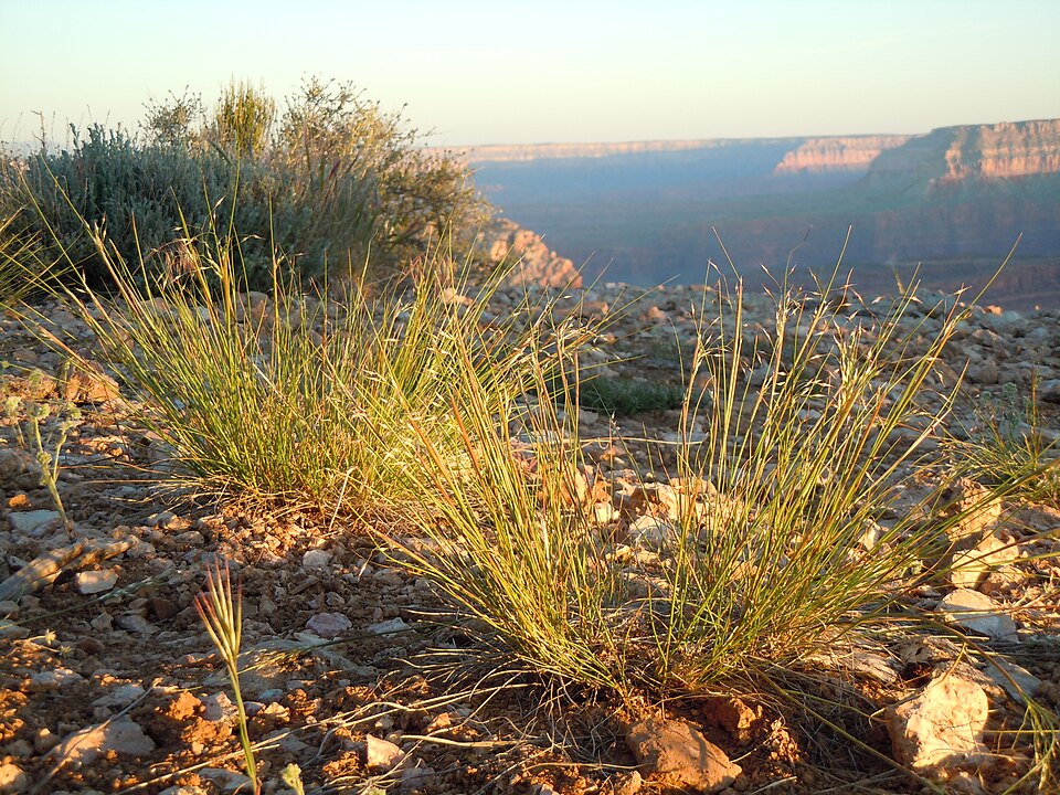 Eriocoma hymenoides (Sand Ricegrass) (alternate view 9)