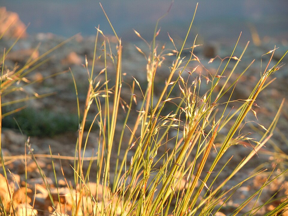 Eriocoma hymenoides (Sand Ricegrass) (alternate view 10)
