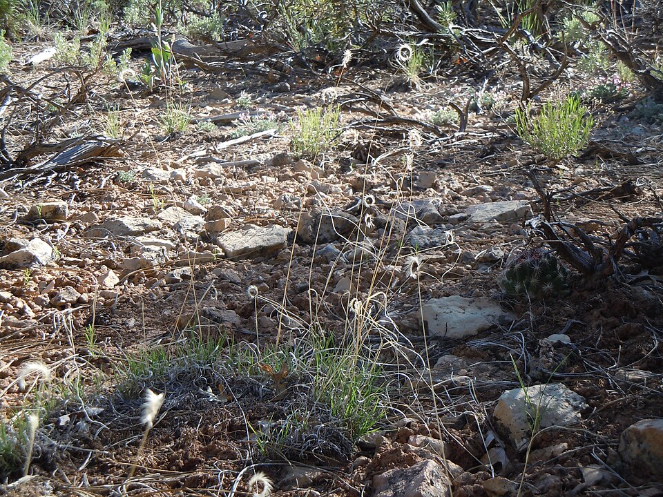 Bouteloua gracilis (Blue Grama Grass) (alternate view 6)