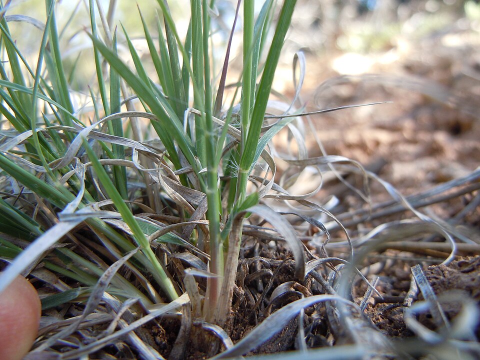 Bouteloua gracilis (Blue Grama Grass) (alternate view 7)