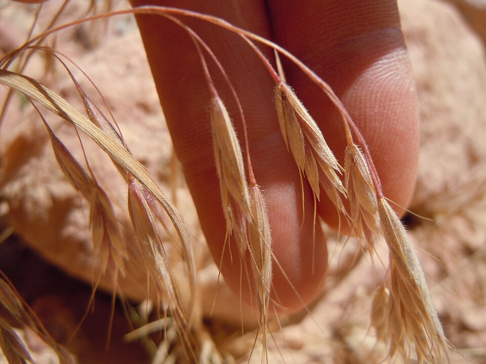 Bromus japonicus (Japanese brome)