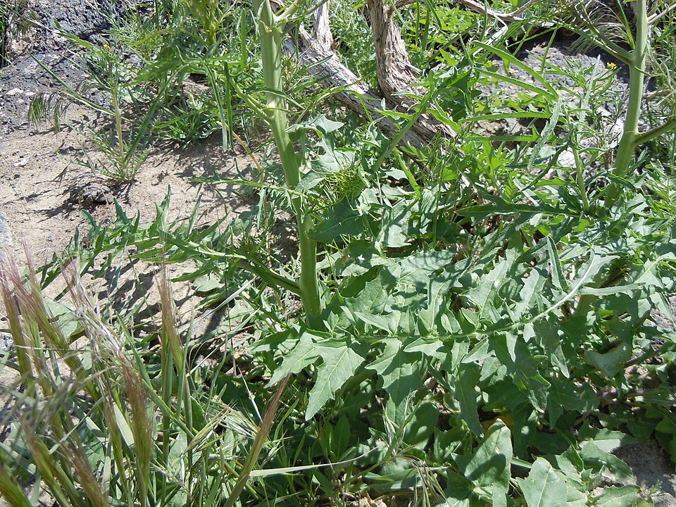 Sisymbrium altissimum (Tall Tumblemustard)