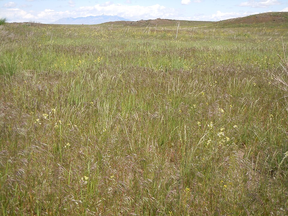 Sisymbrium altissimum (Tall Tumblemustard) (alternate view 2)