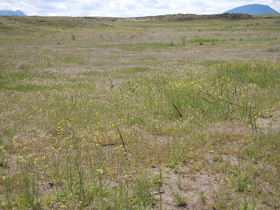 Sisymbrium altissimum (Tall Tumblemustard) (alternate view 3)