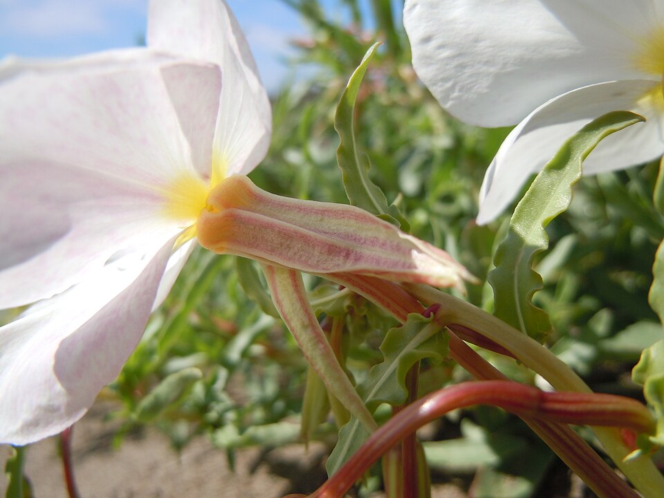 Oenothera pallida (Pale Evening Primrose)