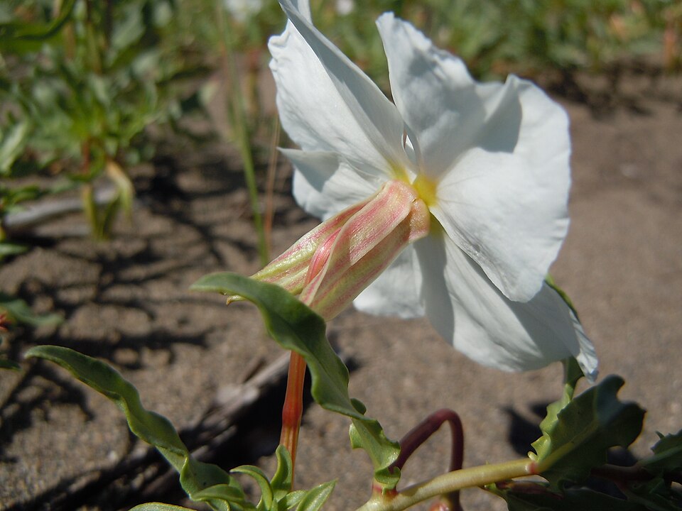 Oenothera pallida (Pale Evening Primrose) (alternate view 2)