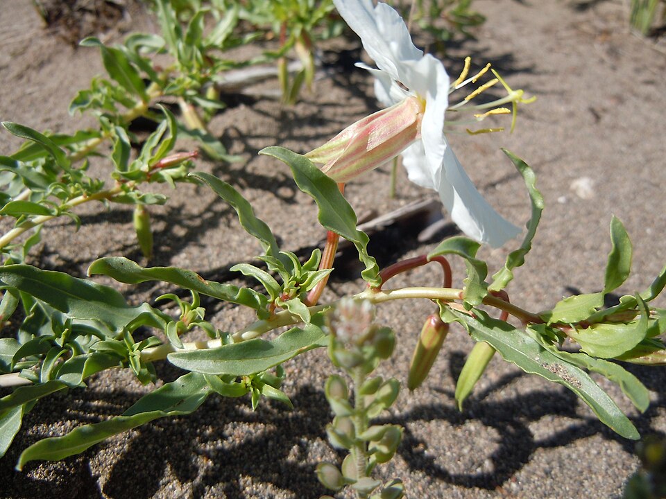 Oenothera pallida (Pale Evening Primrose) (alternate view 3)