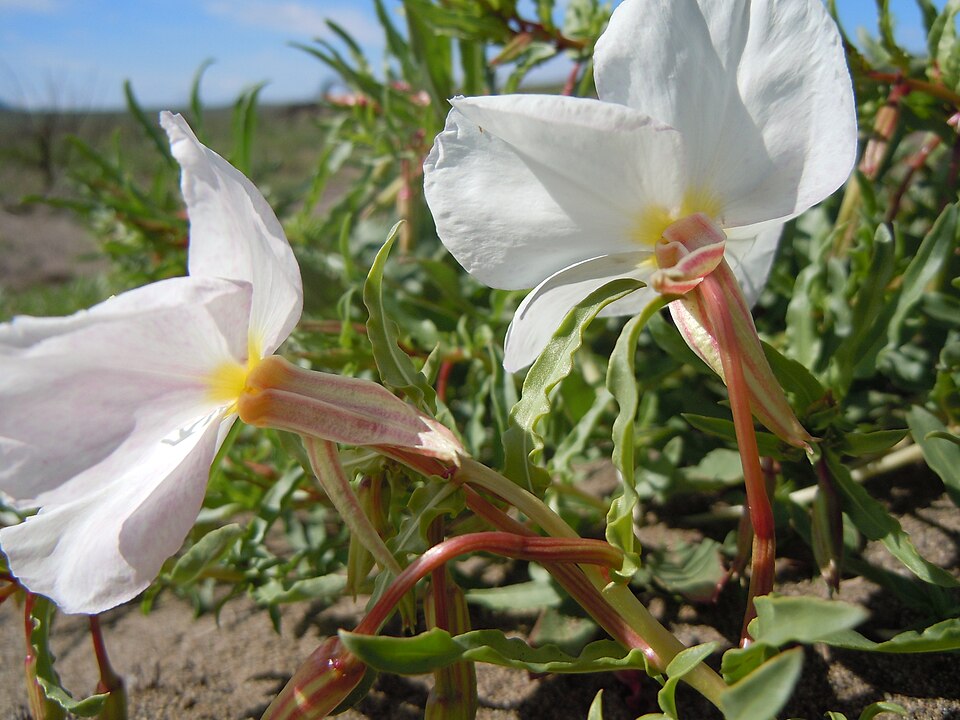 Oenothera pallida (Pale Evening Primrose) (alternate view 4)