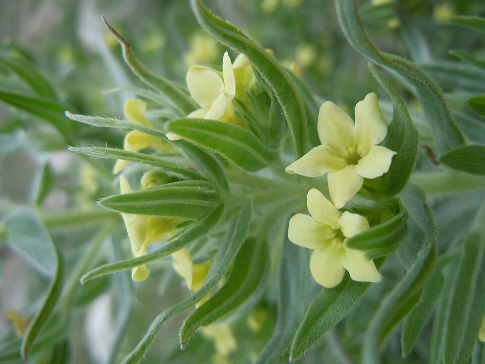 Lithospermum ruderale (western stoneseed) (alternate view 8)