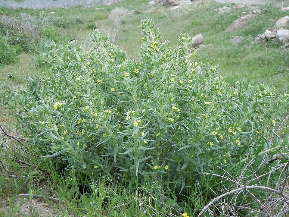 Lithospermum ruderale (western stoneseed) (alternate view 9)