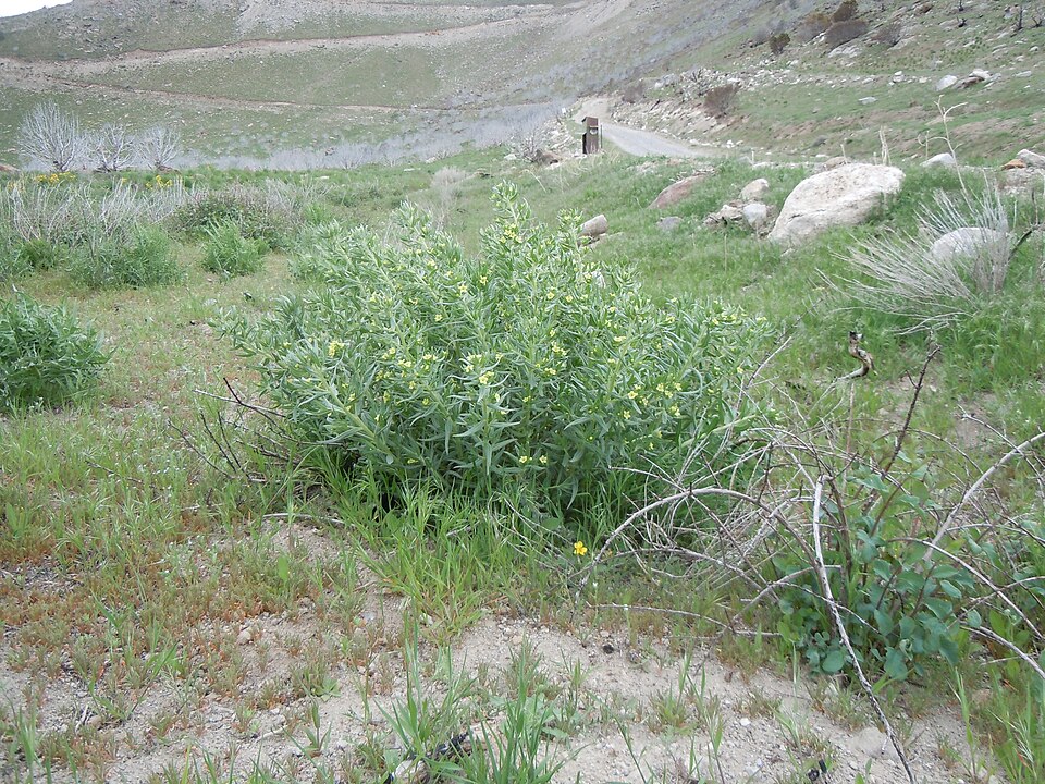 Lithospermum ruderale (western stoneseed) (alternate view 10)