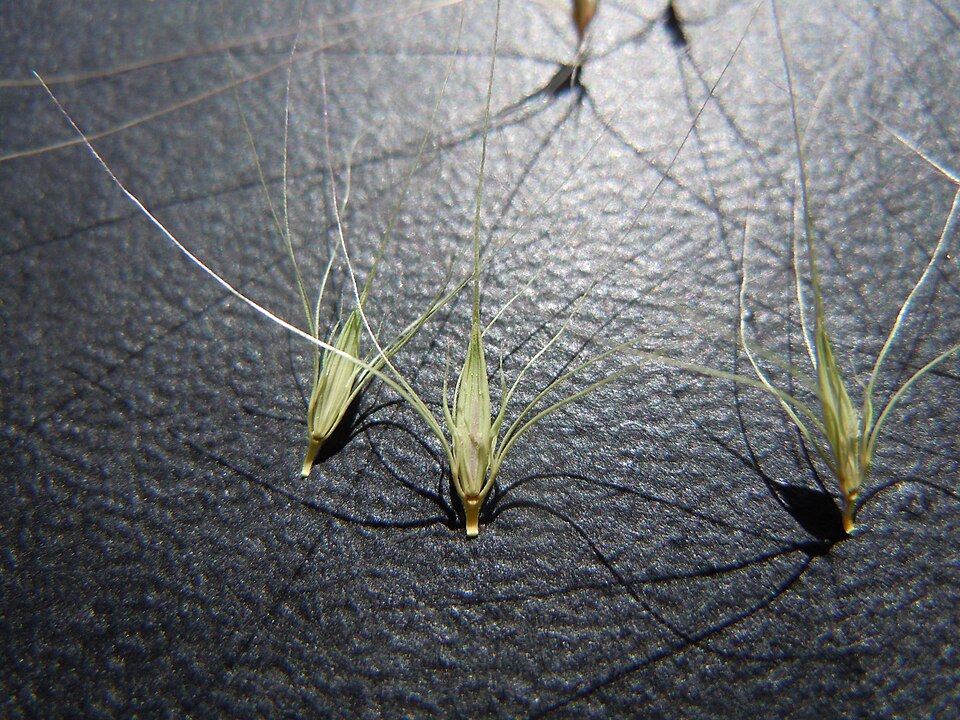 Hordeum jubatum (foxtail barley) (alternate view 9)
