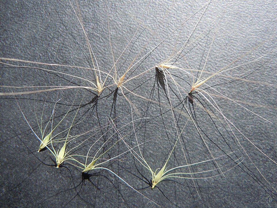 Hordeum jubatum (foxtail barley) (alternate view 10)