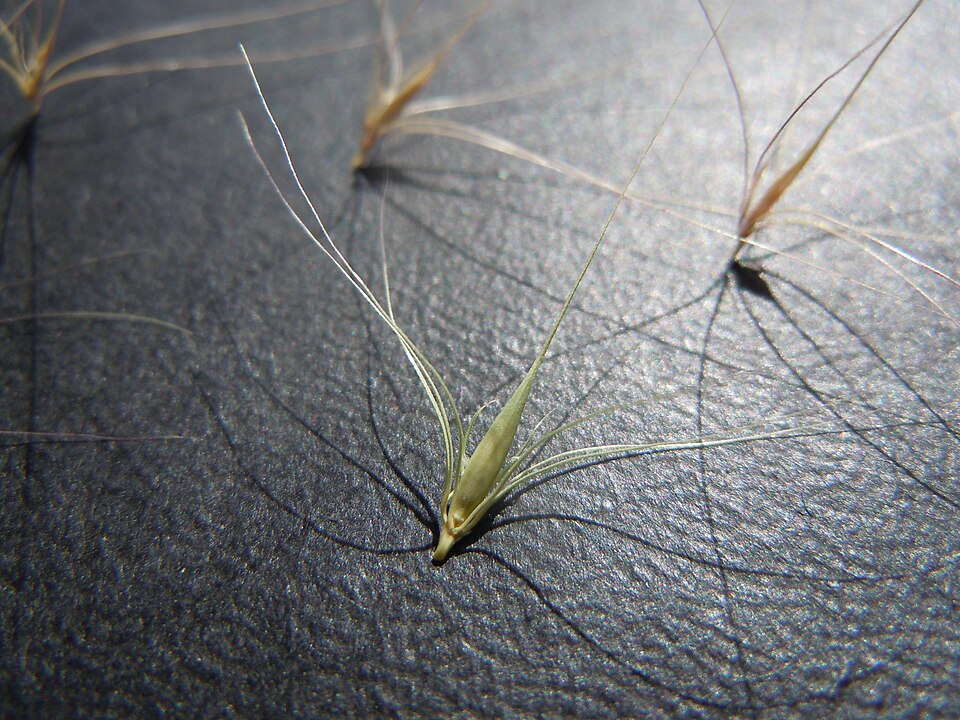 Hordeum brachyantherum (Meadow Barley) (alternate view 7)