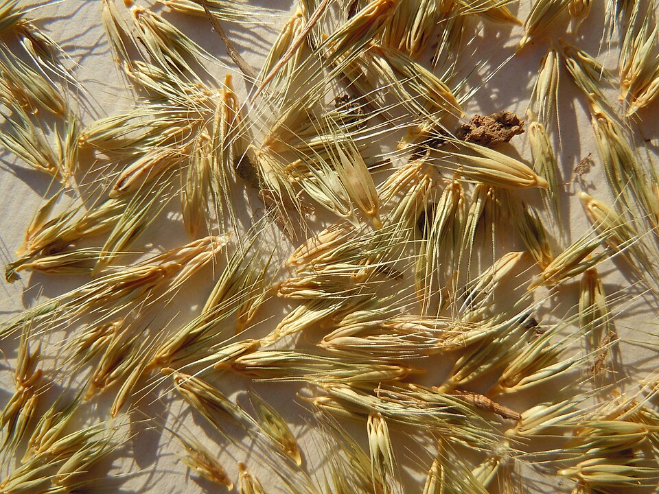 Hordeum pusillum (little barley) (alternate view 9)