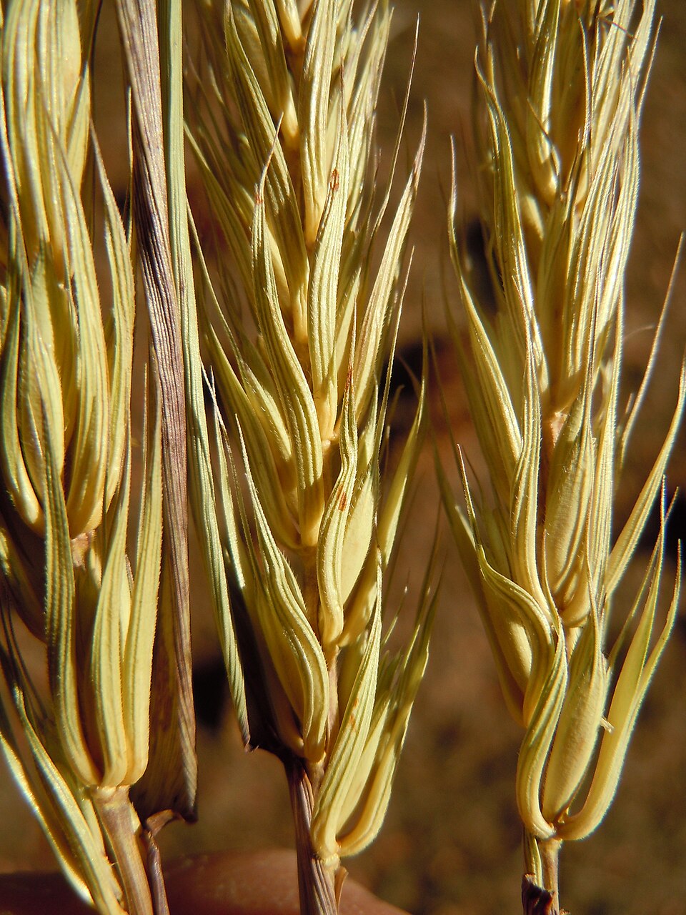 Elymus virginicus (Virginia wildrye) (alternate view 8)