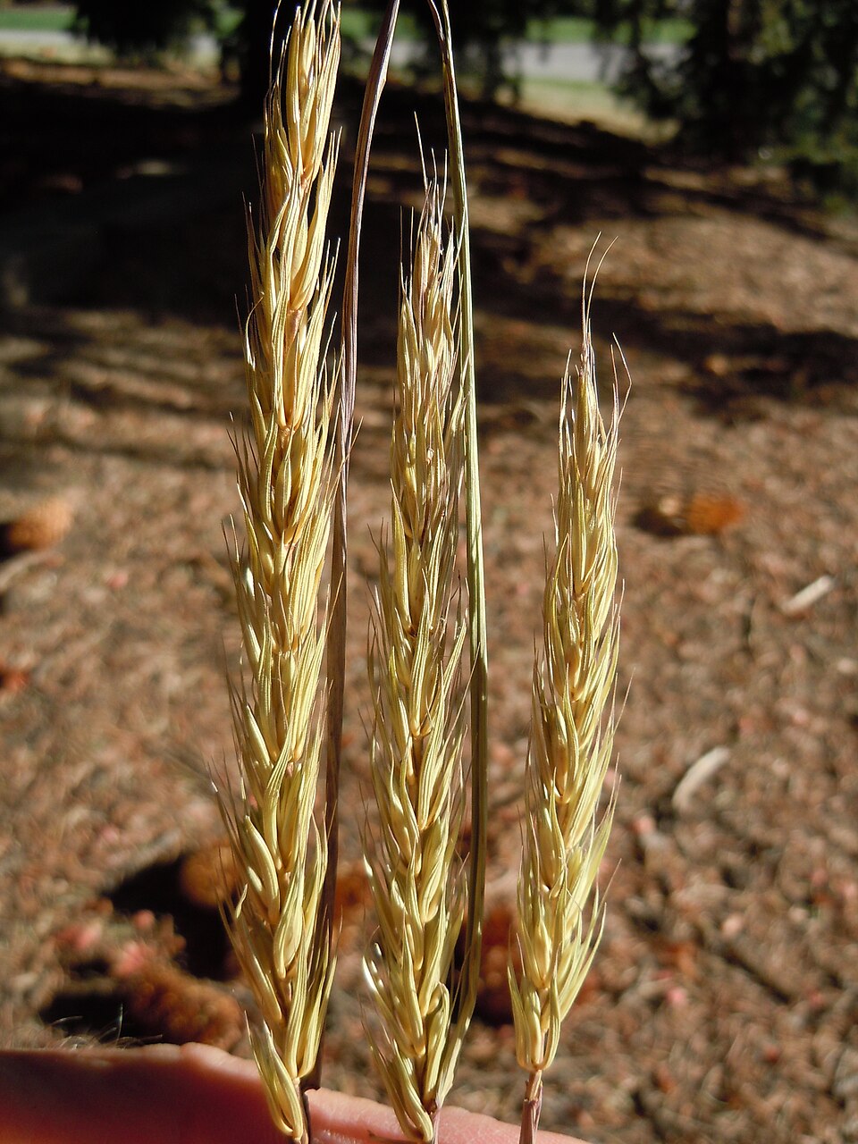 Elymus virginicus (Virginia wildrye) (alternate view 9)