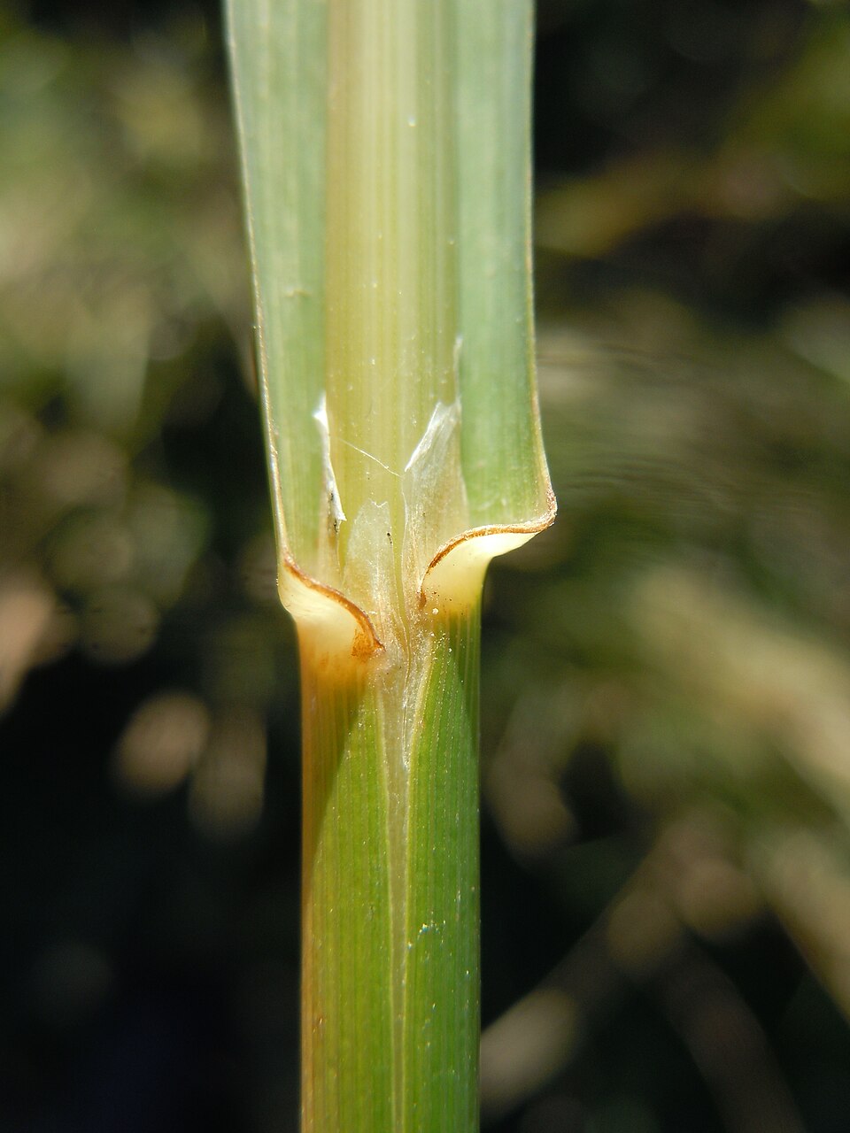 Glyceria grandis (American Manna Grass) (alternate view 7)