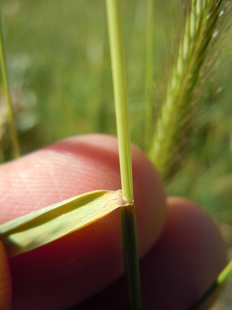 Hordeum brachyantherum (Meadow Barley) (alternate view 8)