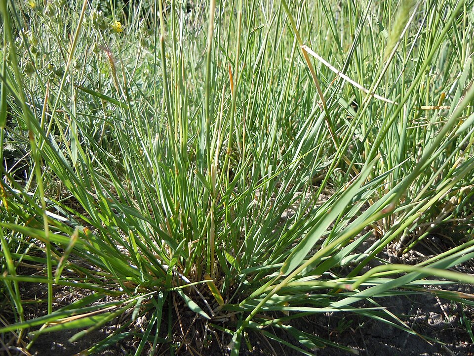 Hordeum brachyantherum (Meadow Barley) (alternate view 9)
