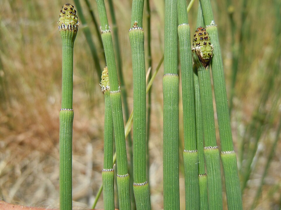 Equisetum laevigatum (smooth horsetail)