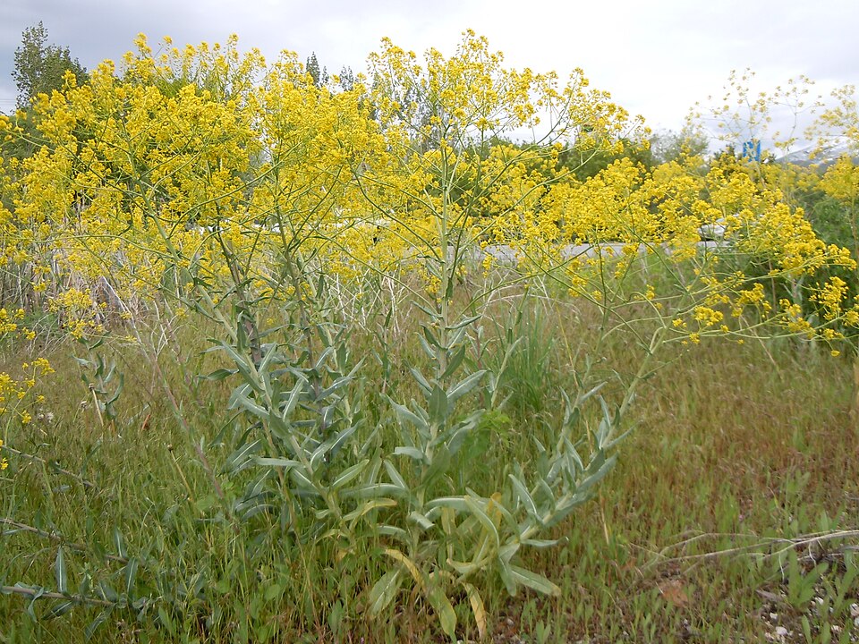 Isatis tinctoria (alternate view 12)
