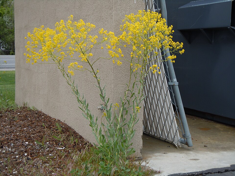 Isatis tinctoria (alternate view 13)