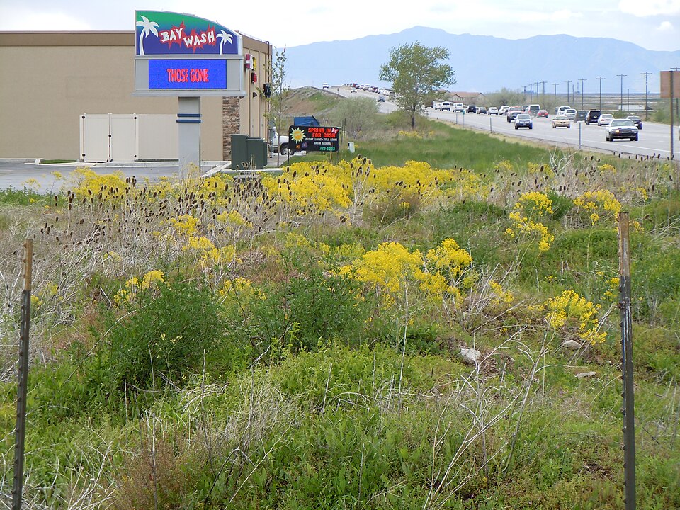 Isatis tinctoria (alternate view 14)