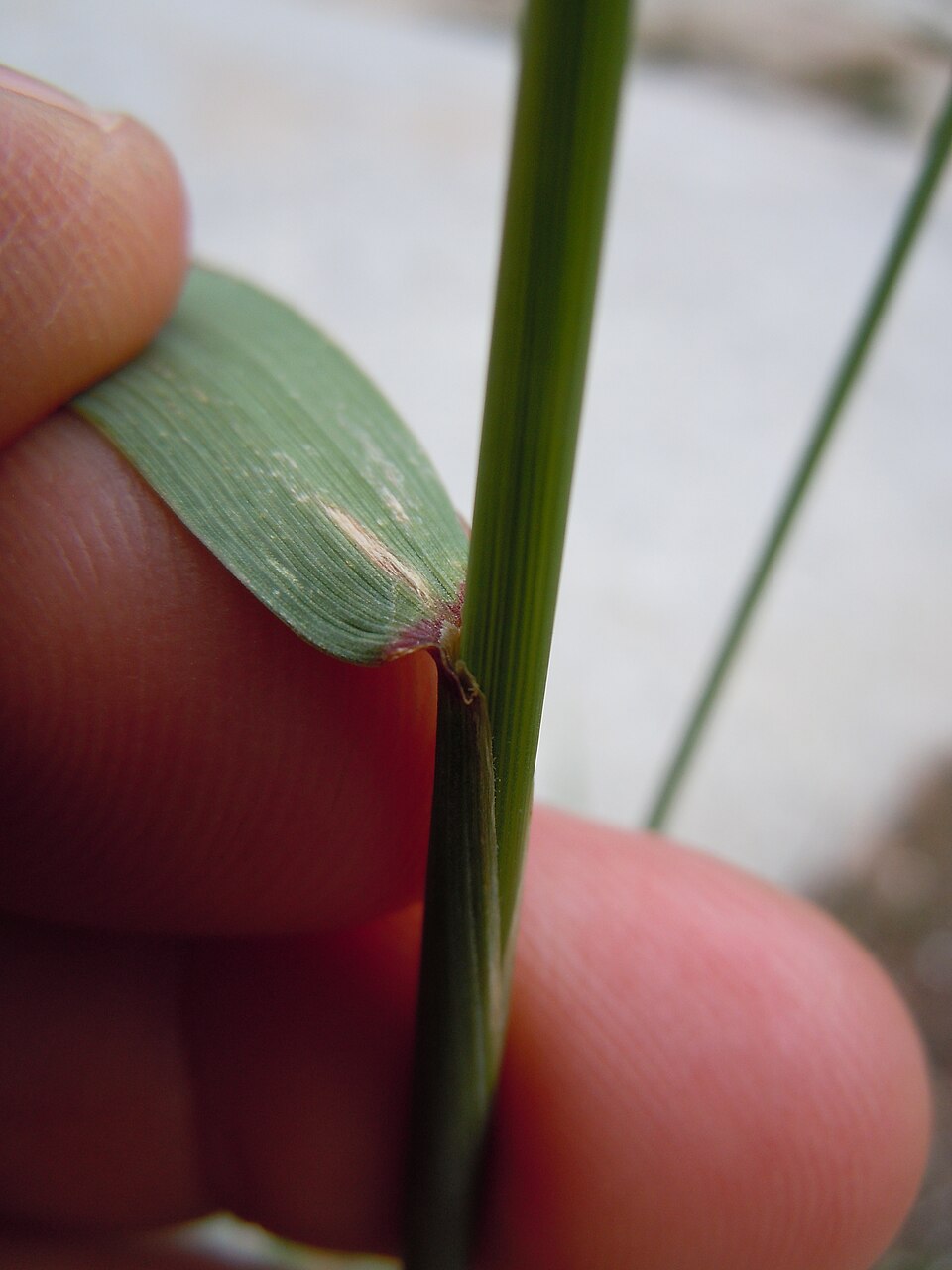 Elymus glaucus (blue wildrye) (alternate view 7)