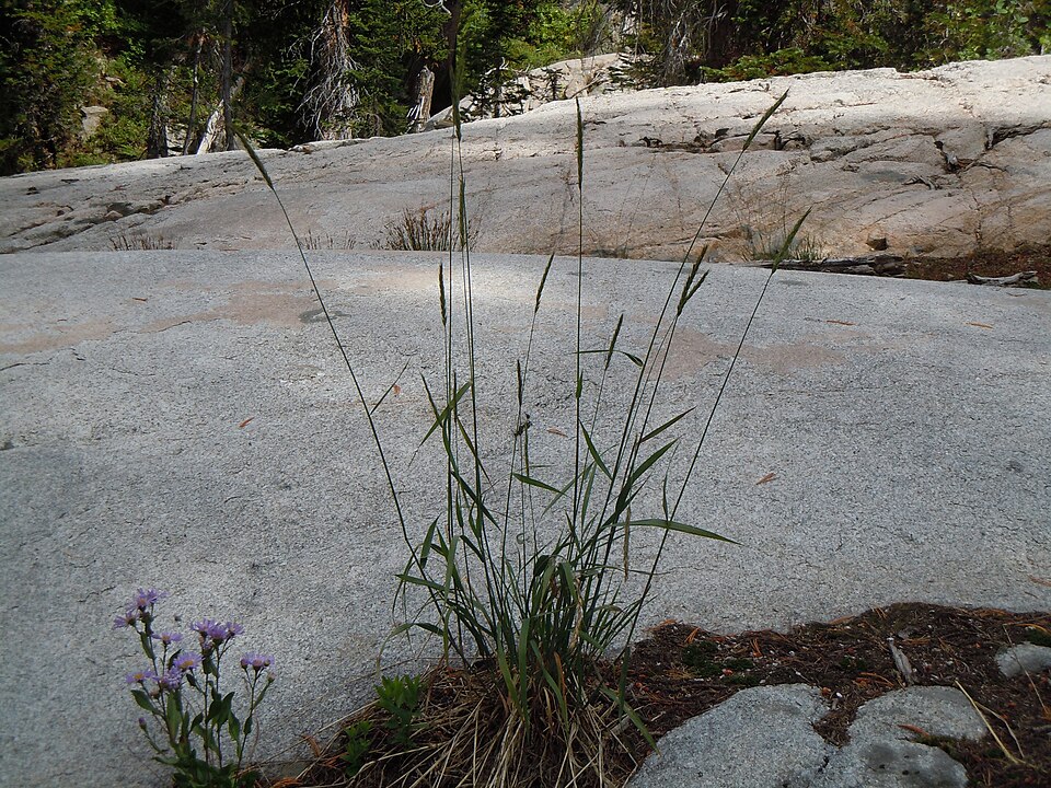 Elymus glaucus (blue wildrye) (alternate view 8)