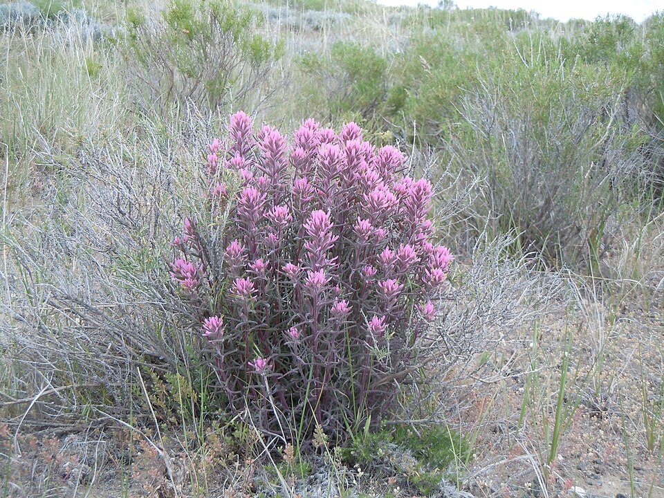 Chrysothamnus viscidiflorus (Yellow Rabbitbrush) (alternate view 6)